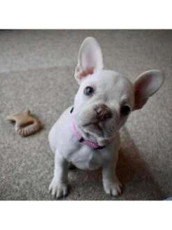 Jouets à Mâcher X2 Dental Chew Et Wishbone Chiot Benebone -Chien Produits Boutique jouets a macher x2 dental chew et wishbone chiot benebone 2