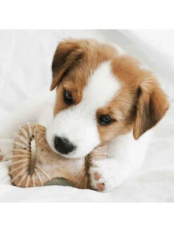 Jouets à Mâcher X2 Dental Chew Et Wishbone Chiot Benebone