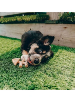 Jouets à Mâcher X2 Fishbone Petits Chiens Benebone -Chien Produits Boutique jouets a macher x2 fishbone petits chiens benebone chien 2