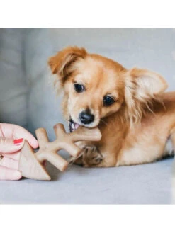 Jouets à Mâcher X2 Fishbone Petits Chiens Benebone