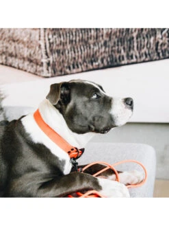 Laisse D’entraînement Pour Chien En Caoutchouc Souple Kentucky -Chien Produits Boutique laisse dentrainement pour chien en caoutchouc souple kentucky 4