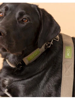 Laisse En Velours Côtelé GEM