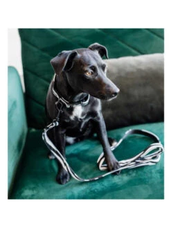 Laisse Zebra Kentucky -Chien Produits Boutique laisse zebra kentucky 2