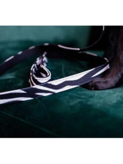 Laisse Zebra Kentucky