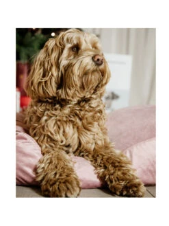 Matelas Pour Chien Velvet Kentucky -Chien Produits Boutique matelas pour chien velvet kentucky 4