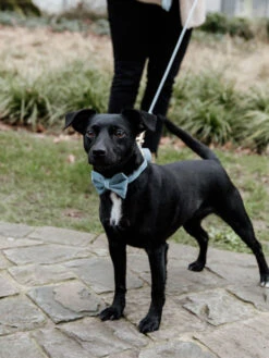 Noeud Papillon Velvet Kentucky -Chien Produits Boutique noeud papillon velvet kentucky accessoire chien 2