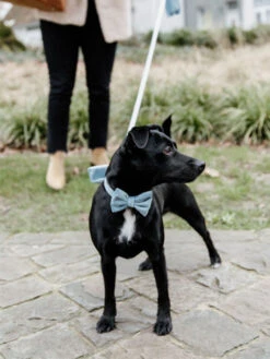 Noeud Papillon Velvet Kentucky -Chien Produits Boutique noeud papillon velvet kentucky accessoire chien 3