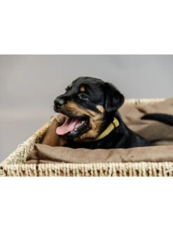 Panier Pour Chien Basket Kentucky -Chien Produits Boutique panier pour chien basket kentucky 4