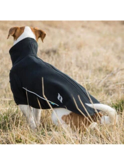 Pull Pour Chien Cassie Back On Track