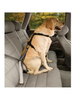 Kurgo Sangle D'attache De Sécurité Pour Chien -Chien Produits Boutique sangle d attache de securite pour chien 2