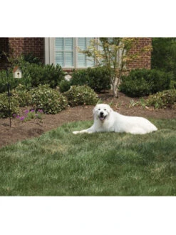 PetSafe Système Anti-aboiement Extérieur Pet Safe Ultrason