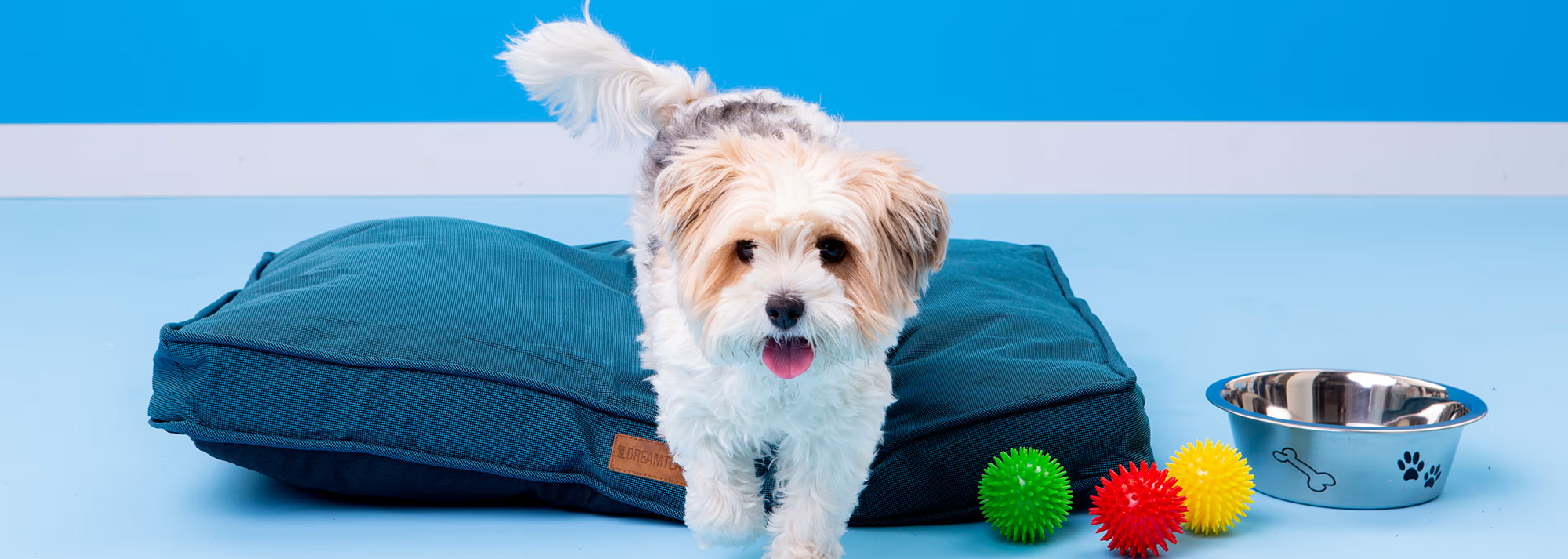 Chien Produits Boutique -Chien Produits Boutique 2